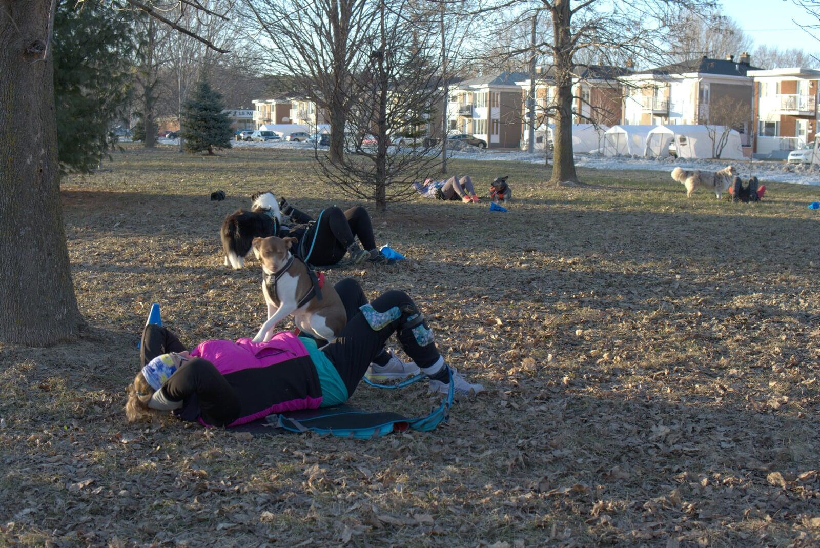 Chien concentré sur son humaine pendant un cours de groupe